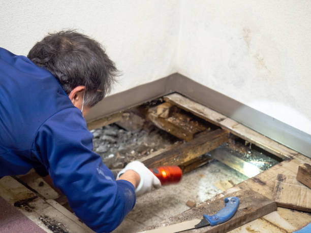 Best Mold Removal Near Me  in Panguitch, UT
