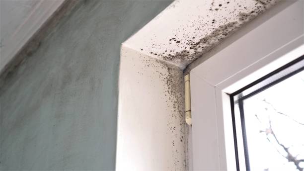 Best Mold Removal Company Near Me  in Panguitch, UT