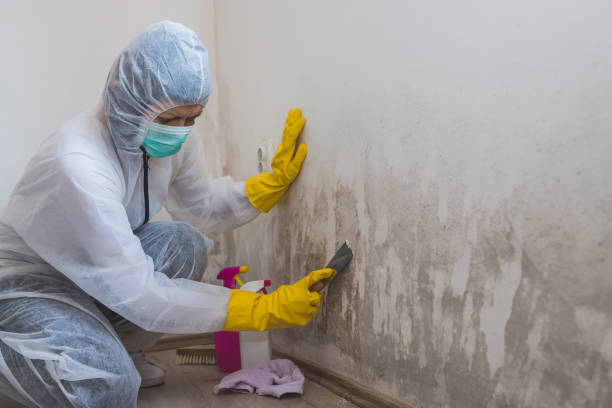 Best Residential Mold Removal  in Panguitch, UT