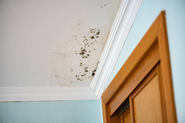 Best Fast Mold Removal  in Panguitch, UT