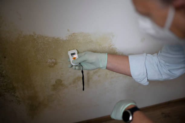 Best Office Mold Removal Services  in Panguitch, UT