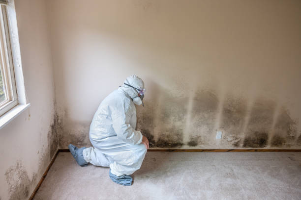 Best Certified Mold Removal  in Panguitch, UT