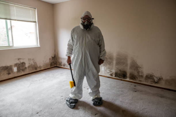 Attic Mold Removal in Panguitch, UT
