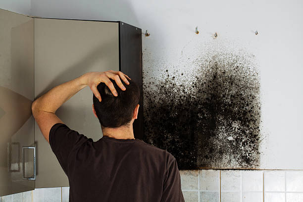 Best Home Mold Removal  in Panguitch, UT