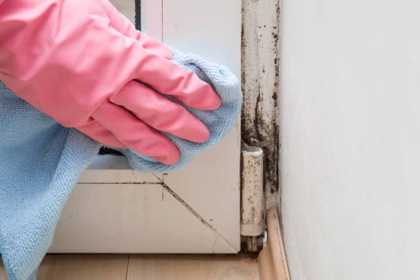 Best Mold Remediation  in Panguitch, UT