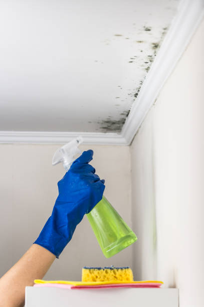 Best Mold Testing and Removal  in Panguitch, UT
